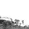 Hot Dreams by Timber Timbre